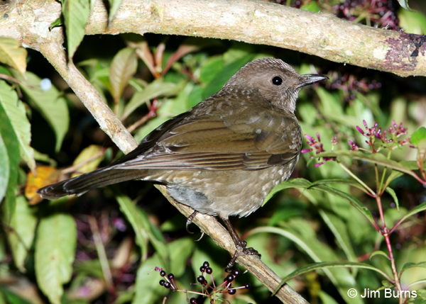 Mountain Thrush juvenile at berries